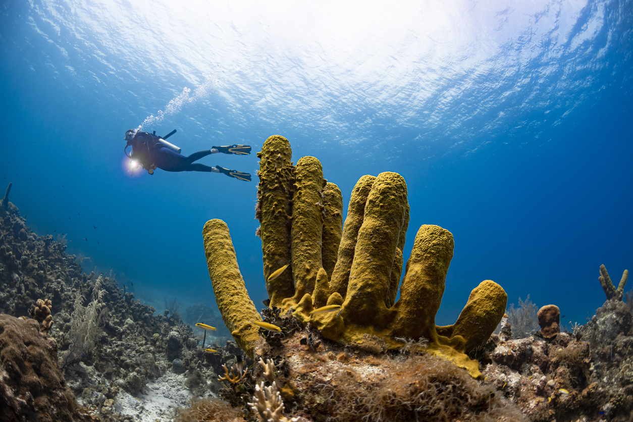 SponGIS - What are deep-sea sponges?
