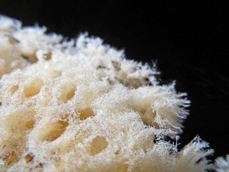 How sea sponge could help treat prostate cancer NowWhat